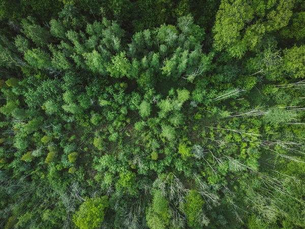 Εναέρια Άποψη Του Δάσους Πρωί — Φωτογραφία Αρχείου