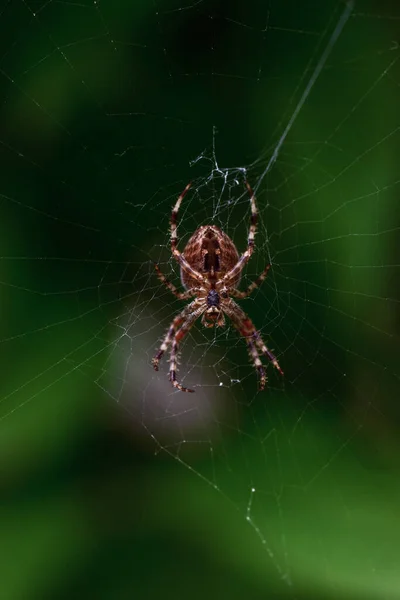 在一个分支上的蜘蛛网 — 图库照片