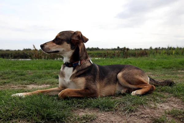 Blick Auf Hund Der Freien Spielt — Stockfoto