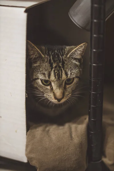 Katze Auf Dem Sofa — Stockfoto