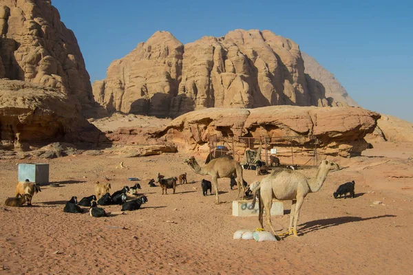 Cammello Nel Deserto — Foto Stock