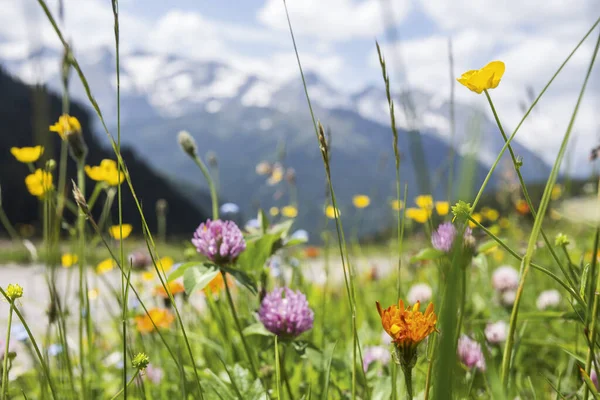 Flores Bonitas Campo — Fotografia de Stock