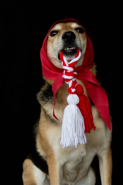 Retrato Cão Bonito Com Cachecol Fundo Preto — Fotografia de Stock