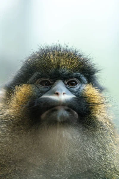 Close Macaco Preto Branco Bonito — Fotografia de Stock