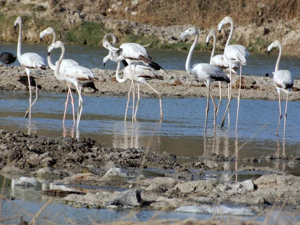 Vogelschwarm Wasser — Stockfoto