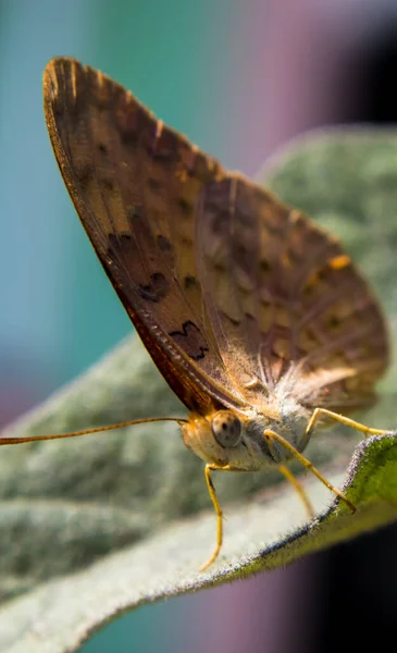 Närbild Insekter Vild Natur — Stockfoto