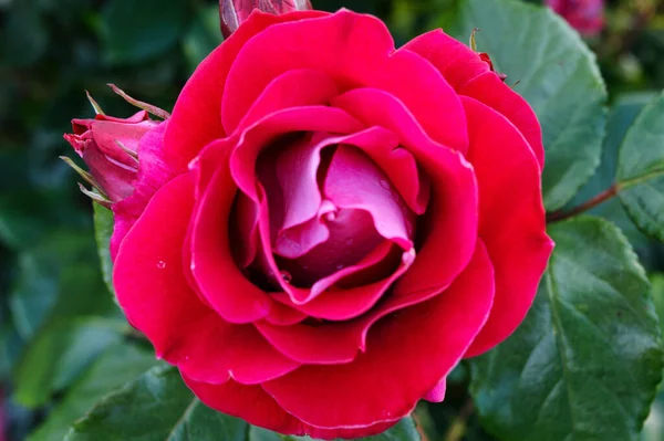 Mooie Roze Rozen Tuin — Stockfoto