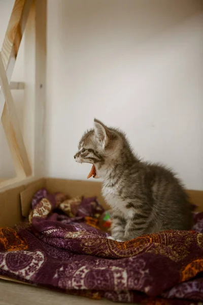 Schattig Kat Met Een Witte Ogen — Stockfoto