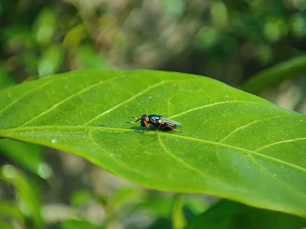Sebuah Tembakan Closeup Dari Serangga Pada Daun Hijau — Stok Foto