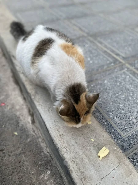 Katze Frisst Auf Der Straße — Stockfoto