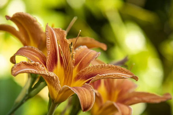 Vacker Lilja Blomma Trädgården — Stockfoto