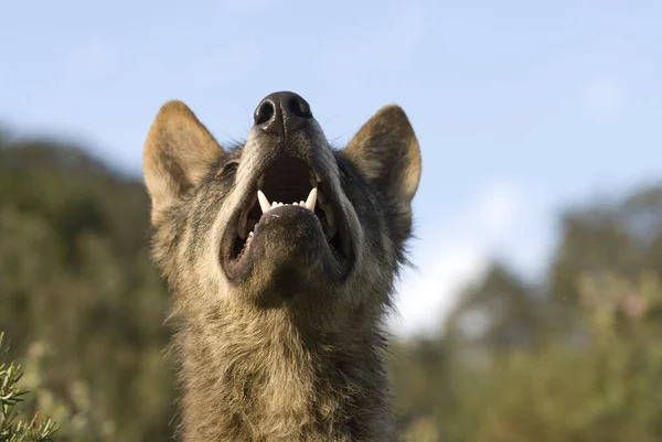 Close Portret Van Een Wolf — Stockfoto