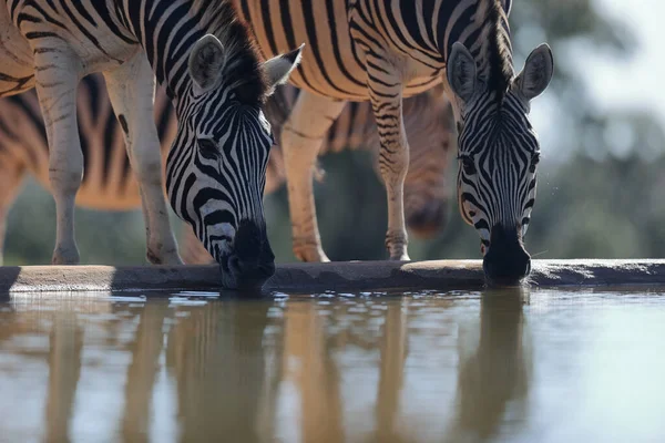 Zebra Kebun Binatang Hewan — Stok Foto