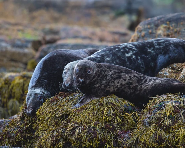 a closeup shot of a cute seal on a beach