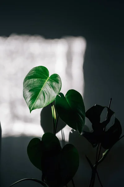 Hojas Verdes Sobre Fondo Habitación — Foto de Stock