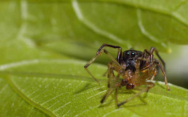 Perto Uma Aranha Uma Folha Verde — Fotografia de Stock