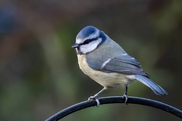 Close Bird Natural Habitat — Stock Photo, Image