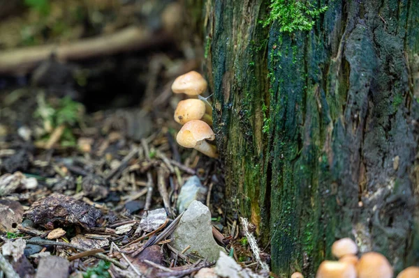 Cogumelos Floresta Flora — Fotografia de Stock