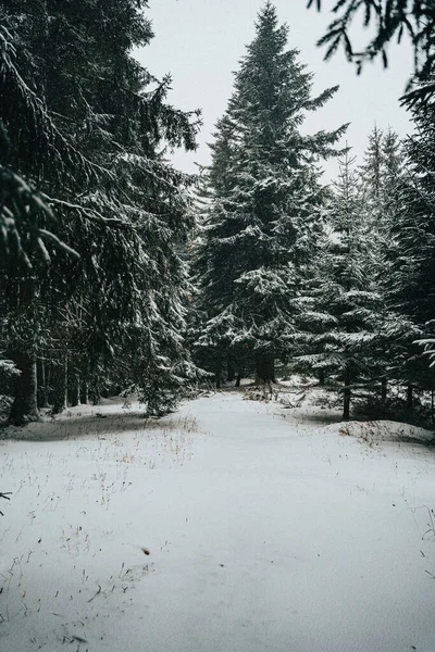 Paysage Hivernal Avec Arbres Enneigés — Photo