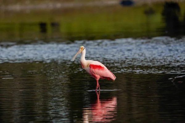 Flamingo Rosa Phoenicopterus Roseus Pelecanus Onocrotalus Walvis Namibia — Fotografia de Stock