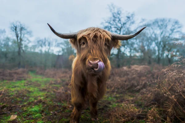 緑の畑で牛のクローズアップショット — ストック写真