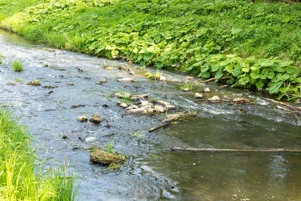 Yaz Gününün Güzel Nehri — Stok fotoğraf