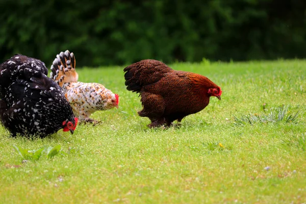 Bir Grup Güzel Evcil Tavuk Yeşil Çimlerin Üzerinde — Stok fotoğraf