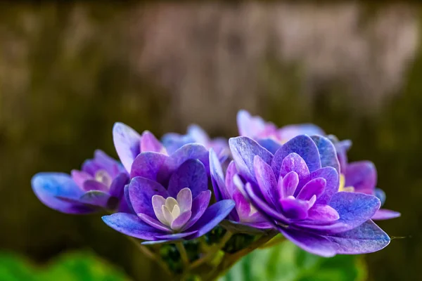 정원에는 아름다운 꽃들이 — 스톡 사진