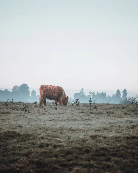 牧草地での牛の放牧 — ストック写真