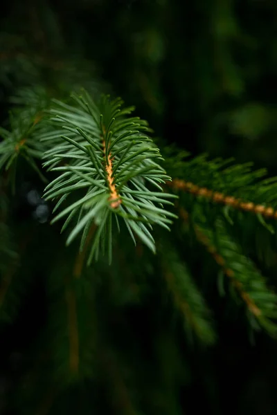 Groene Dennentak Met Een Wazige Achtergrond — Stockfoto