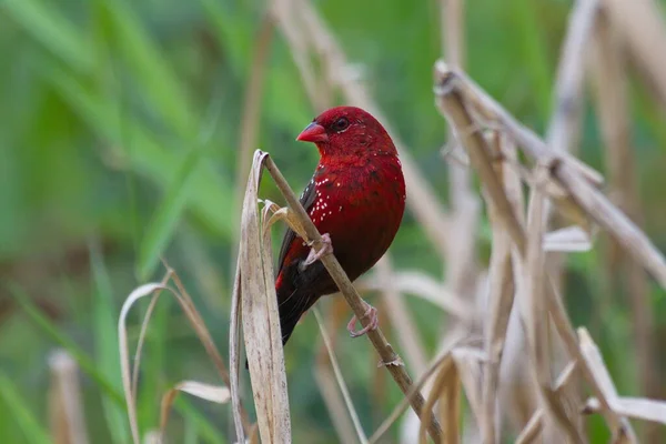 Close Bird Natural Habitat — Stock Photo, Image