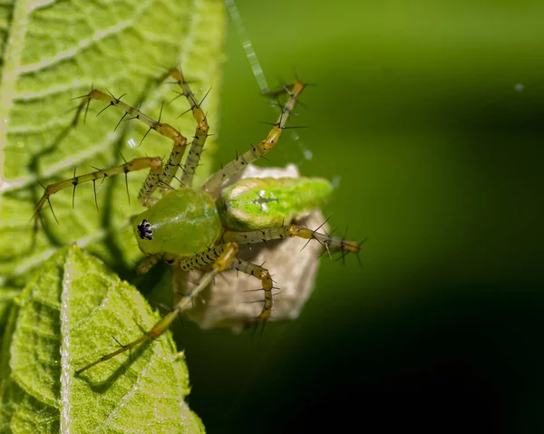 아름다운 곤충의 — 스톡 사진