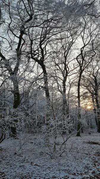 Bosque Invierno Los Árboles Cubiertos Nieve —  Fotos de Stock