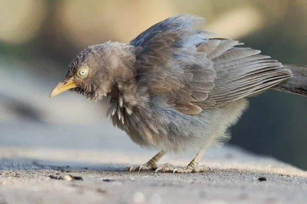 Close Van Een Vogel — Stockfoto