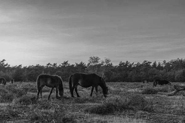 Cavalos Pretos Brancos Campo — Fotografia de Stock
