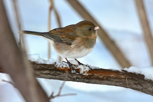 Nahaufnahme Eines Vogels Erithacus Rubecula Selektiver Fokus — Stockfoto