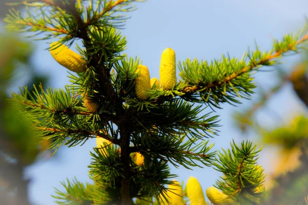 Cone Pinheiro Uma Árvore — Fotografia de Stock