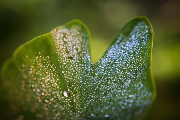 Folhas Verdes Flora Folhagem — Fotografia de Stock