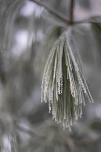 Perto Pinheiros Cobertos Neve — Fotografia de Stock