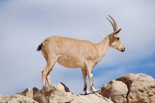 Közelkép Egy Aranyos Kecske Egy Kék Háttér — Stock Fotó