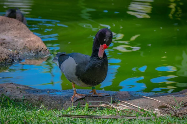Black Duck Sjön — Stockfoto