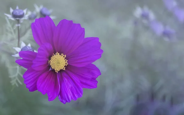 Vackra Blommor Som Växer Trädgården — Stockfoto