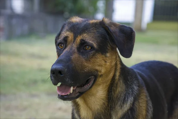 Perro Parque Cerca — Foto de Stock