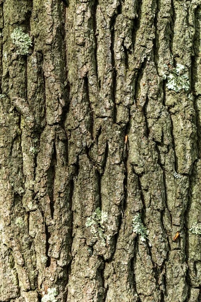 Écorce Arbre Texture Fond — Photo