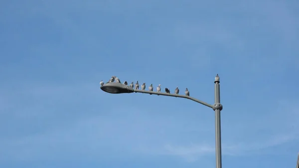 Straatlamp Het Dak Van Stad — Stockfoto