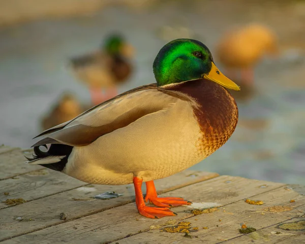 Ente Teich — Stockfoto