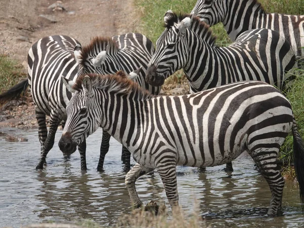 Zebras Natureza — Fotografia de Stock