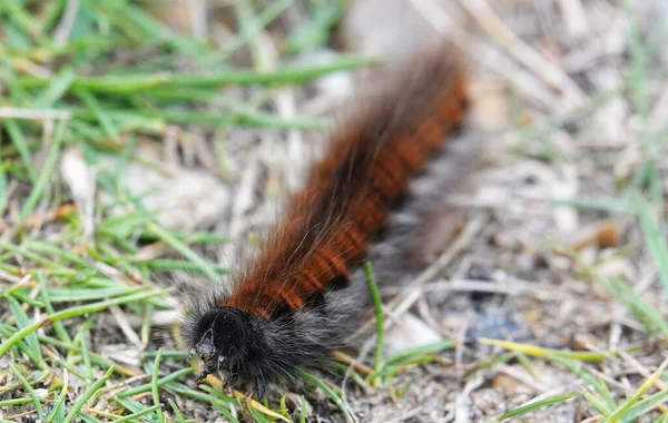 Närbild Insekter Naturen — Stockfoto