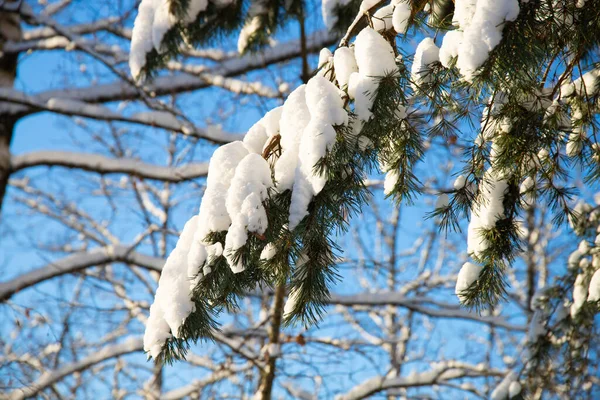 Schneebedeckte Äste Von Bäumen Winterwald — Stockfoto