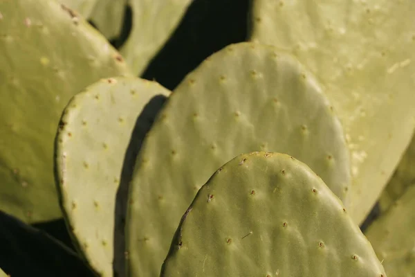 Close Van Een Cactusplant — Stockfoto